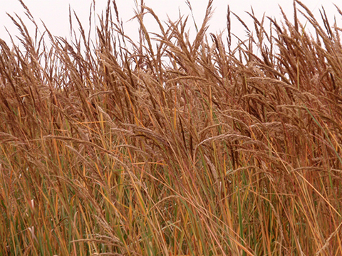 Indian grass
